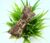 Brown Double Layered Bow Hairband Headband for Women and Girls (Pack of 1 pc)